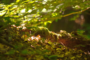 Bäume Makro Sommer Wald Grün Laub 