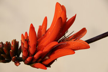 Coral tree flowers