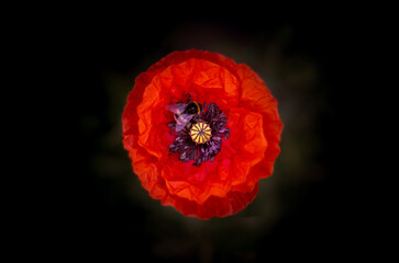 poppy