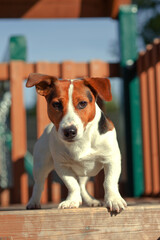 jack russell terrier