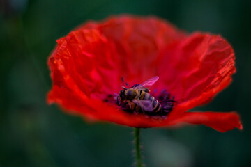 poppy