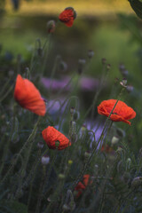 Fototapeta premium poppy