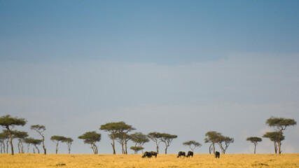Fototapeta na wymiar African savanna of the Maasai Mara National Park, Kenya