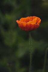 poppy