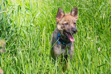 Young puppy walks in the summer