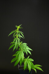 Green hemp Bush grows in a black pot from the ground. Black uniform background. Concept of growing cannabis. Vertical orientation of the photo. Copy space