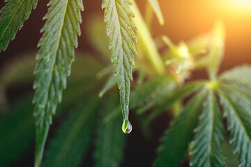 Drop of Hemp CBD oil drops on cannabis leaves, green hemp leaf. Cannabis extract tincture liquid CBD dripping on dark background with marijuana leaves. Hemp oil, medical marijuana products