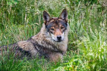 Naklejka na ściany i meble European gray wolf / wild grey wolf (Canis lupus) resting in grassland at forest edge