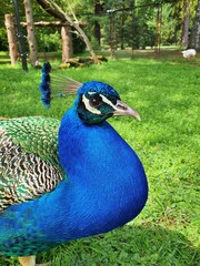 peacock in the park