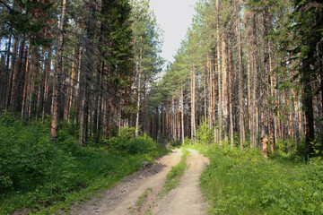 landscape with trees