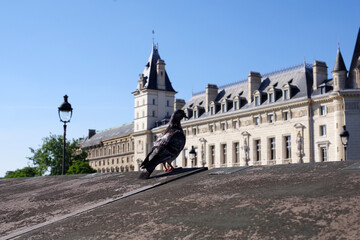 Fototapeta premium Pigeon devant le palais de justice