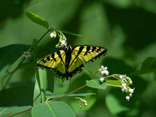 A tiger swallowtail butterfly feeds on a flower