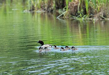 A common goldeneye swimming with her ducklings