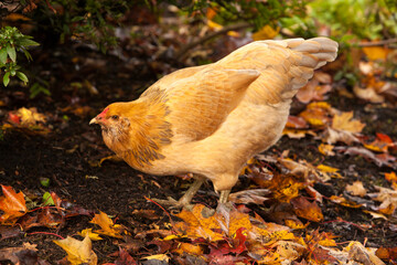 An Americana chicken looking for food around the autumn colored leaves in a garden in Salem, Oregon.