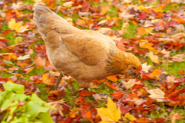 An Americana chickenlooking for food around the autumn colored leaves in a garden in Salem, Oregon.