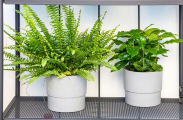 Obraz premium flower pots on the balcony