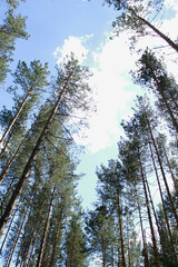 landscape with trees