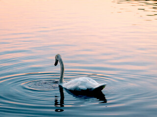 Swan over Lake Eola Park during sunrise