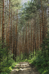 Obraz premium landscape with trees