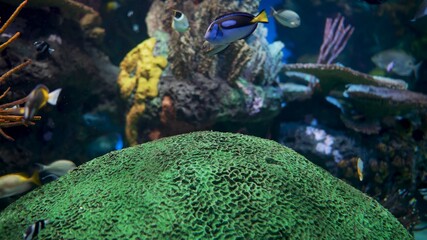 coral