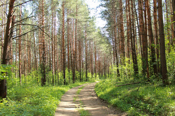 Obraz premium krajobraz z drzewami