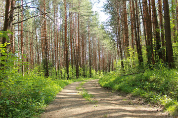 landscape with trees
