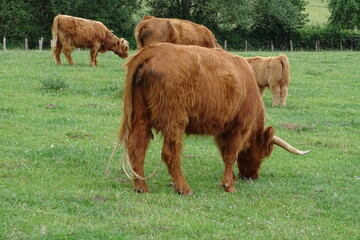 Kleine Galloway Herde auf der Weide