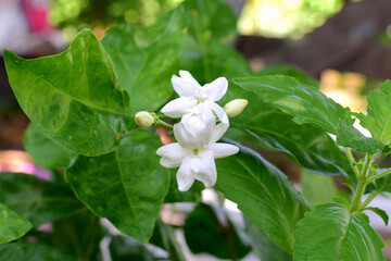Obraz na płótnie Canvas Beautiful white Asian jasmine in the garden
