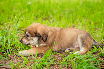 brown dog puppy with a bow on the street