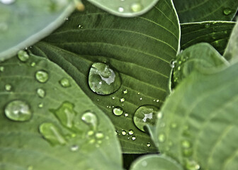 rain dropds on a leaf