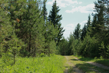 landscape with trees