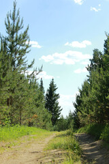 landscape with trees