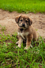 brown dog puppy with a bow on the street