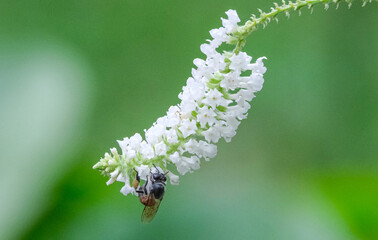 bee hanging on pretty white flower blossom bouquet tree animal wildlife sucking sweet honey with copy space.