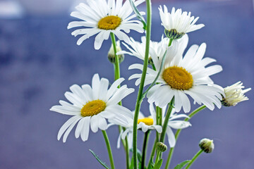 Wild white daisies on a blue background, copy space