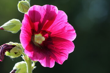 Translucent alcea rosea flower with a dark background