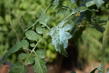 Leaves of tomato plant treated with Bordeaux mixture, copper sulphate and calcium oxide