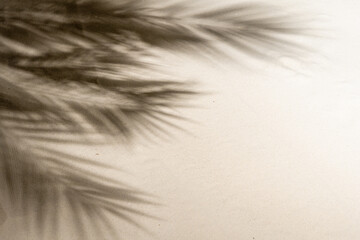 The shadow of a palm tree branch on the sand of a sandy tropical beach. Background, copy space, travel, summer concept. Flat lay