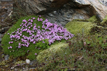 Blume mit lila Blüten im Hochgebirge.