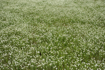 Background of flowering steppe. Tarutino steppe, Frumushika Nova, Odessa region, Ukraine, Eastern Europe