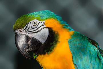 Green yellow parrot in captivity