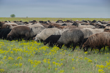 A flock of sheep grazes in the wild flowering steppe. Tarutino steppe, Odessa oblast, Ukraine, Eastern Europe