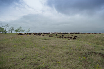 A flock of sheep grazes in the wild flowering steppe. Tarutino steppe, Odessa oblast, Ukraine, Eastern Europe