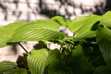 A bush with large green leaves in the rays of sunlight. Close-up with a blurred background.