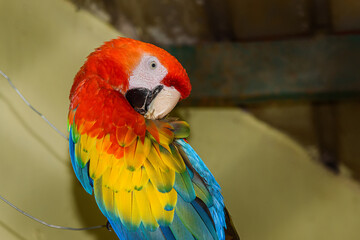 A red parrot in a cage.
