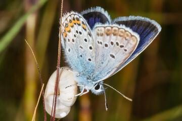 The common blue butterfly is a butterfly in the family Lycaenidae and subfamily Polyommatinae.