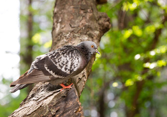 a pigeon is sitting on a tree