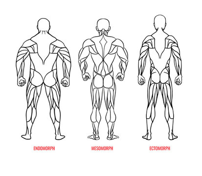 Men body types diagram with three somatotypes vector. Ectomorph, mesomorph, endomorph back view