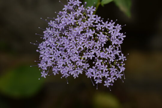 Blue throatwort (Trachelium caeruleum) purple flowers