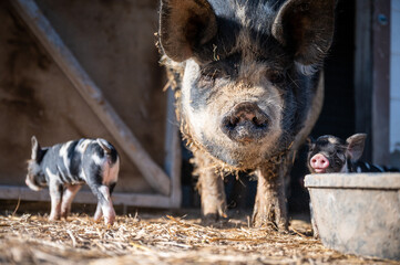 Brown, black and white piglets playing © Redhaven Photography